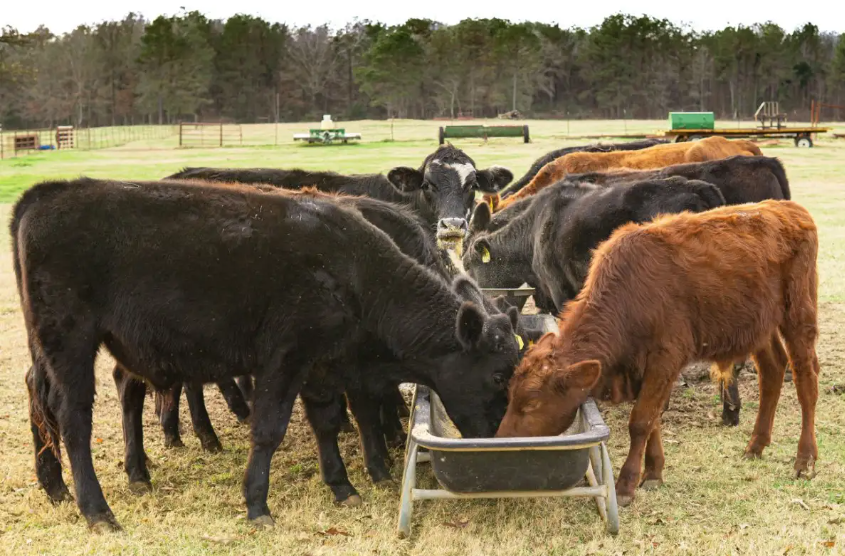Animal / cattle / poultry Feed